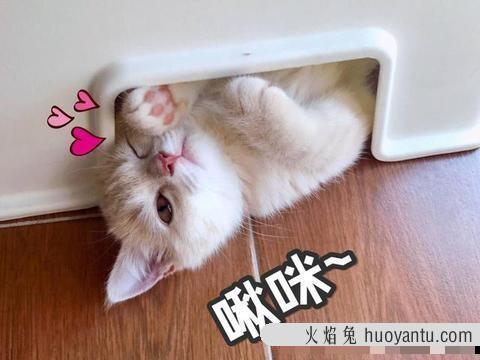 宠物猫多久洗一次澡(猫多久洗一次澡比较好)