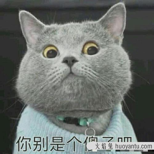 宠物猫多久洗一次澡(猫多久洗一次澡比较好)