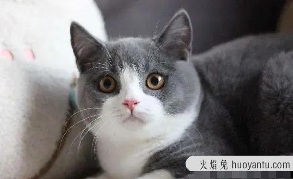 短毛猫品种(短毛猫品种及图片)