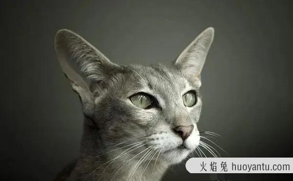 短毛猫品种(短毛猫品种及图片)