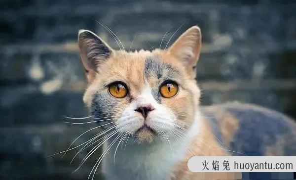 短毛猫品种(短毛猫品种及图片)