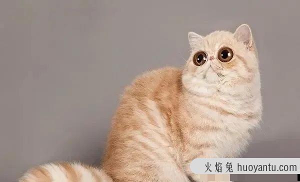 短毛猫品种(短毛猫品种及图片)