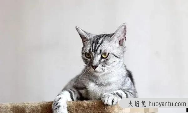 短毛猫品种(短毛猫品种及图片)