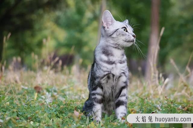 北美洲短毛猫图片(北美洲短毛猫价格多少)