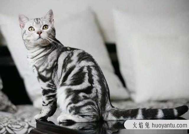 北美洲短毛猫图片(北美洲短毛猫价格多少)