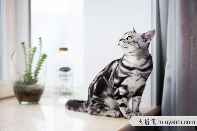 北美洲短毛猫图片(北美洲短毛猫价格多少)