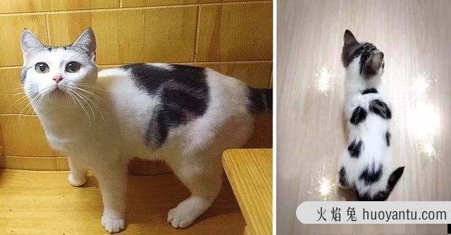 北美洲短毛猫图片(北美洲短毛猫价格多少)