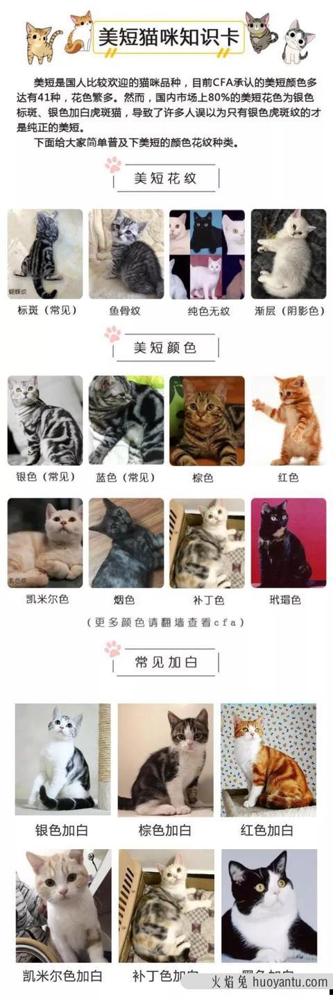 北美洲短毛猫图片(北美洲短毛猫价格多少)