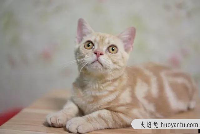 北美洲短毛猫图片(北美洲短毛猫价格多少)