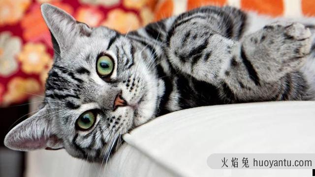 北美洲短毛猫图片(北美洲短毛猫价格多少)