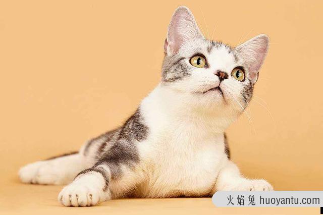 北美洲短毛猫图片(北美洲短毛猫价格多少)