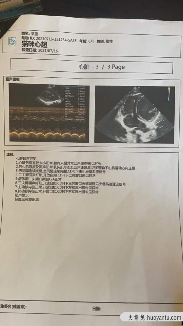 在哪儿能买到缅因猫(缅因猫卖多少钱)