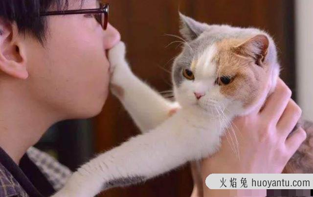 猫毛对人有影响吗(猫毛对人有危害吗)