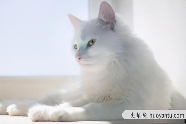 猫毛对人有影响吗(猫毛对人有危害吗)