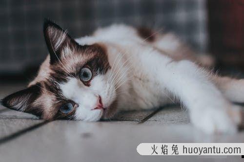 公猫发情的症状(公猫发情期表现)