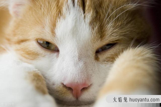 猫的眼屎黑色结痂(猫的眼屎黑色结痂怎么处理)