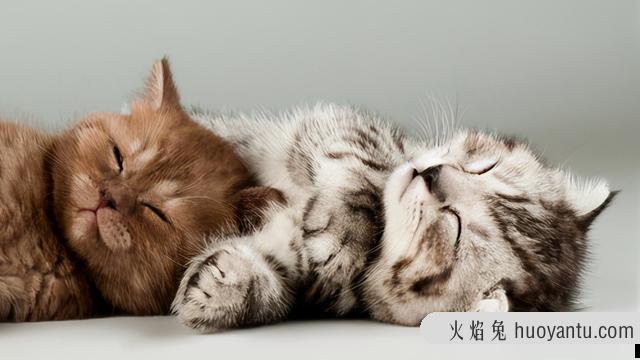 猫咪发出咕噜咕噜的声音(猫咪发出咕噜咕噜的声音往你身上蹭)