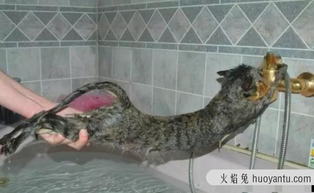 给猫洗澡要注意事项(给猫猫洗澡注意什么)