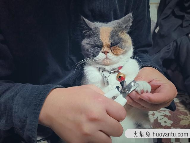 给猫洗澡要注意事项(给猫猫洗澡注意什么)