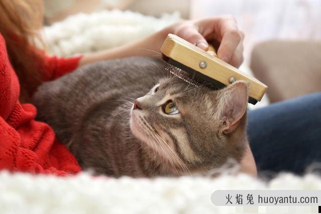 给猫洗澡要注意事项(给猫猫洗澡注意什么)