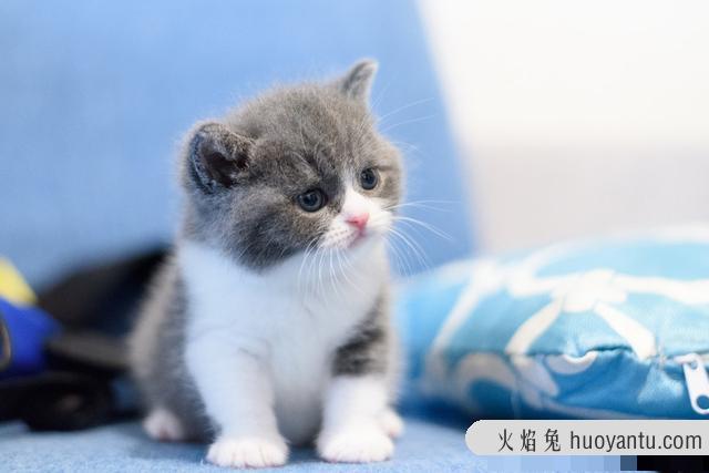 给猫洗澡要注意事项(给猫猫洗澡注意什么)