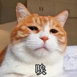 猫咪应激反应症状(猫咪应激反应症状怎么缓解)