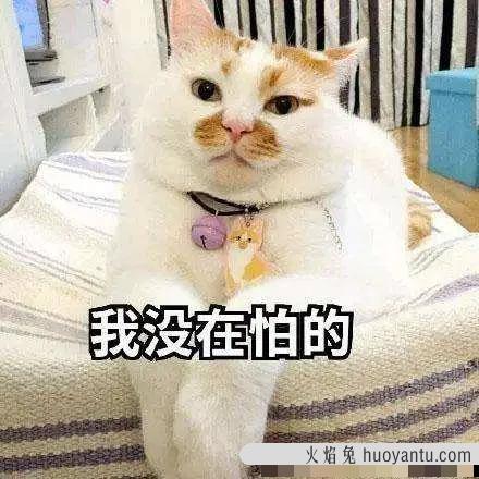 猫咪应激反应症状(猫咪应激反应症状怎么缓解)