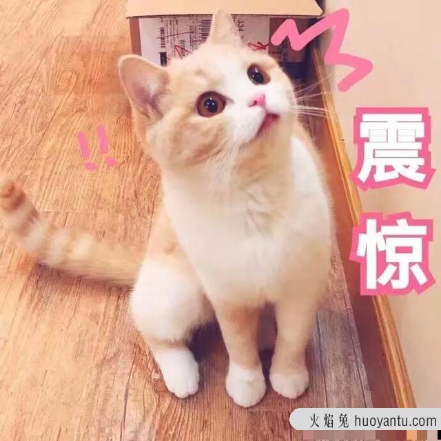 猫咪应激反应症状(猫咪应激反应症状怎么缓解)