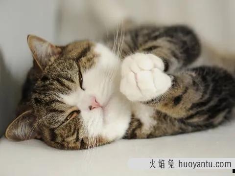 猫咪应激反应症状(猫咪应激反应症状怎么缓解)