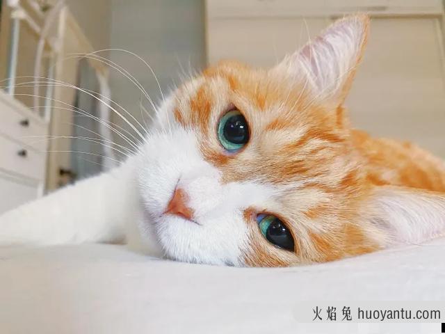 猫咪应激反应症状(猫咪应激反应症状怎么缓解)