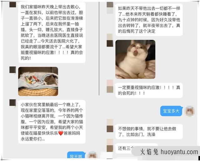 猫咪应激反应症状(猫咪应激反应症状怎么缓解)