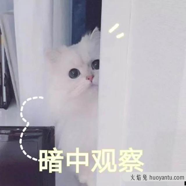 猫咪应激反应症状(猫咪应激反应症状怎么缓解)