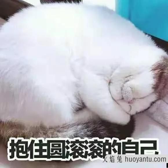 猫咪应激反应症状(猫咪应激反应症状怎么缓解)