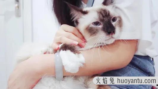 猫咪应激反应症状(猫咪应激反应症状怎么缓解)