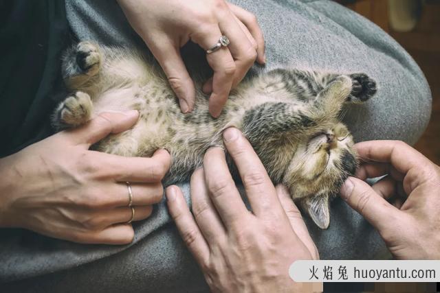 猫咪应激反应症状(猫咪应激反应症状怎么缓解)