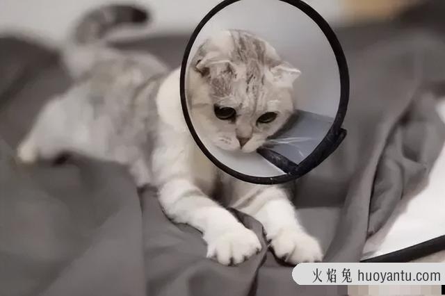 猫绝育手术多少钱 猫咪绝育手术一般多少钱