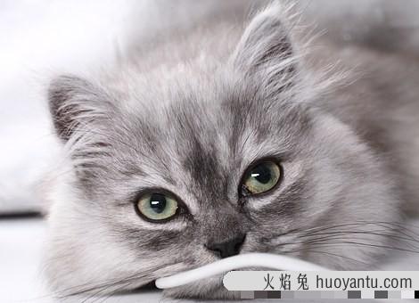 猫咪发情症状(猫咪发情表现)