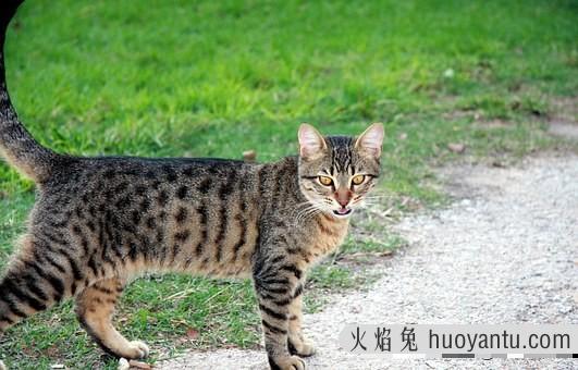 猫咪发情症状(猫咪发情表现)