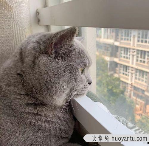 猫认识主人吗?家养的猫认识主人吗?