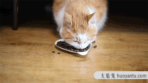 猫认识主人吗?家养的猫认识主人吗?