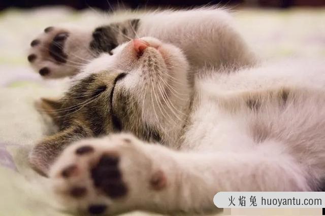 猫绝育后注意事项(母猫绝育后注意事项)