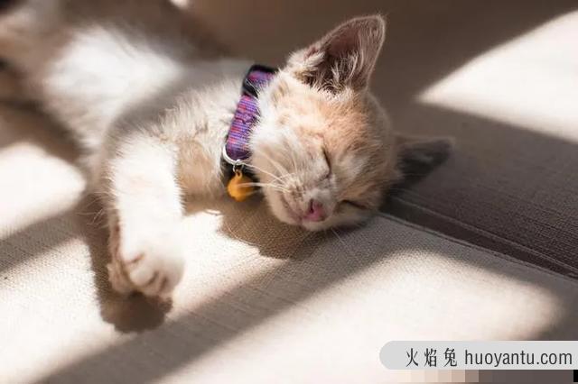 猫绝育后注意事项(母猫绝育后注意事项)