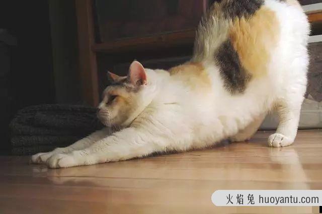 公猫发情了怎么办 公猫发情了缓解方法