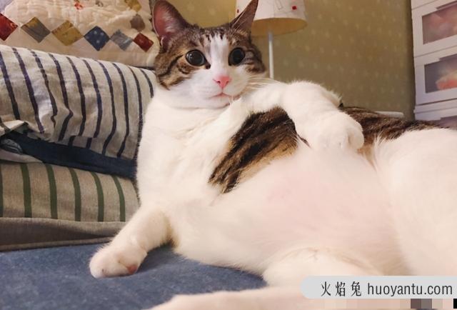 猫咪几个月算成猫 猫几个月算成年