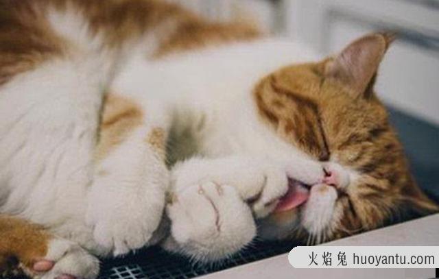 猫嘴臭是怎么回事?两个月的小猫嘴臭是怎么回事?