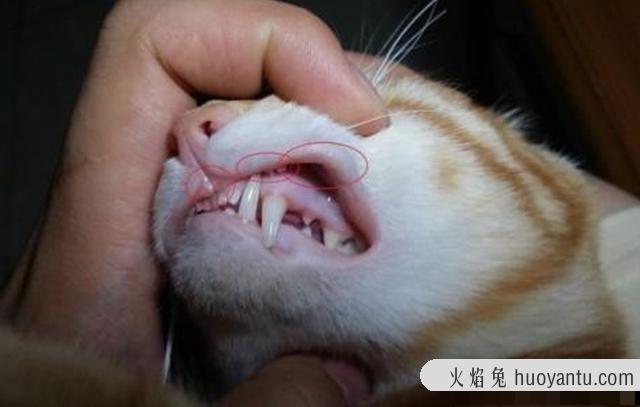 猫嘴臭是怎么回事?两个月的小猫嘴臭是怎么回事?