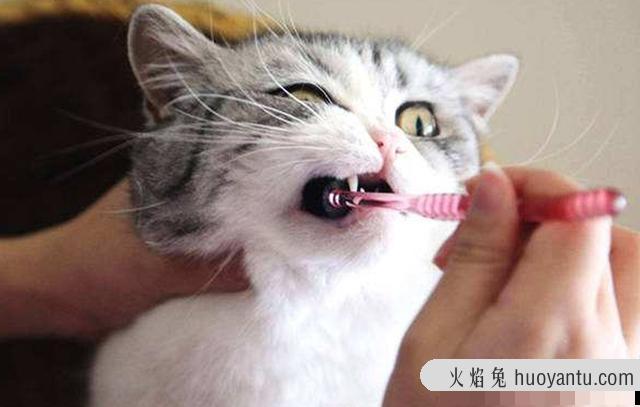 猫嘴臭是怎么回事?两个月的小猫嘴臭是怎么回事?