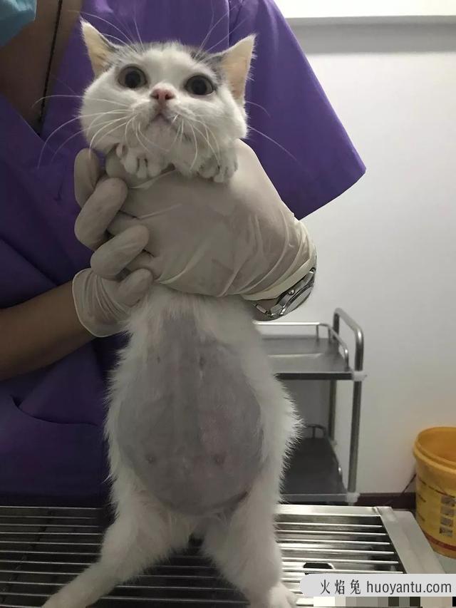 猫咪腹水?猫咪腹水是什么症状?