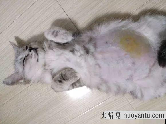 猫咪腹水?猫咪腹水是什么症状?