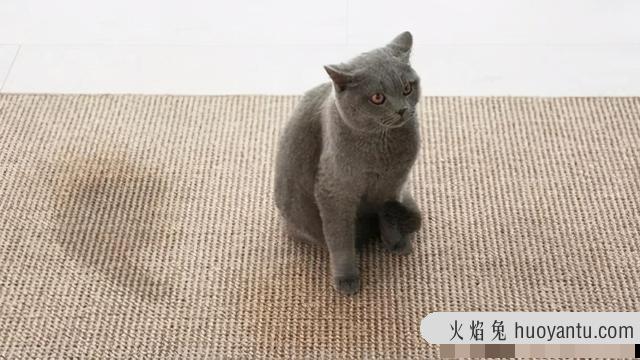 公猫到处尿怎么办?公猫到处尿怎么办需要做绝育吗